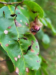 Eriophyes cerasicrumena