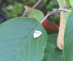 Ponometia erastrioides