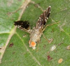 Tephritidae