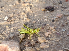 Bootettix argentatus