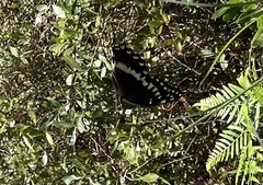 Papilio palamedes