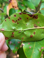 Eriophyes cerasicrumena