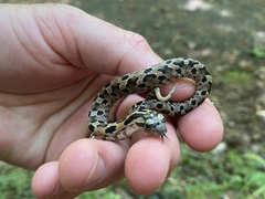 Heterodon platirhinos