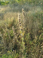 Stachys cretica