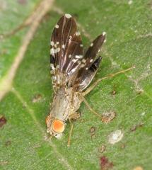 Tephritidae