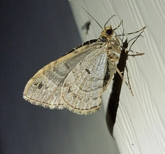 Ecliptopera silaceata