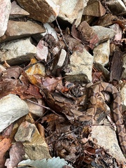 Agkistrodon contortrix