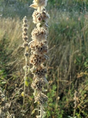 Stachys cretica