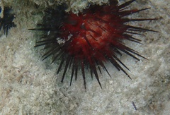 Echinometra lucunter