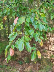 Eriophyes cerasicrumena
