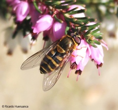 Syrphus reedi
