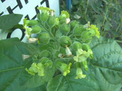Nicotiana rustica