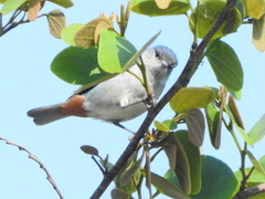 Conirostrum speciosum