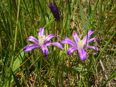 Brodiaea coronaria