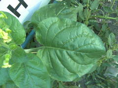 Nicotiana rustica