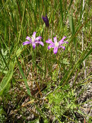 Brodiaea coronaria