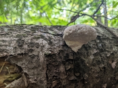 Fomitopsis