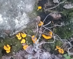 Cantharellus cibarius