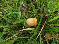 Psilocybe semilanceata