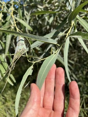 Salix caroliniana