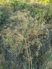 Falcaria vulgaris