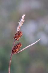 Carex tomentosa