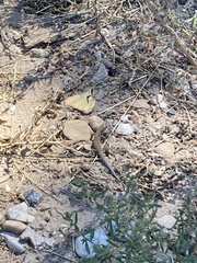 Aspidoscelis neotesselatus