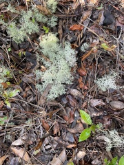 Cladonia subtenuis