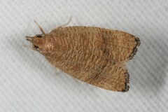 Psilocorsis cryptolechiella