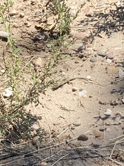 Aspidoscelis neotesselatus