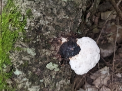 Fomitopsis
