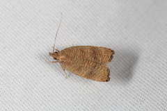 Psilocorsis cryptolechiella
