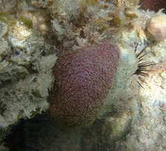 Porites