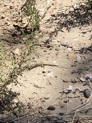 Aspidoscelis neotesselatus