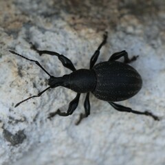 Otiorhynchus alutaceus