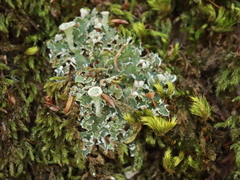Cladonia pyxidata
