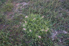Ptilostemon echinocephalus