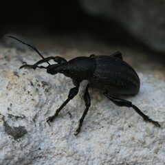 Otiorhynchus alutaceus