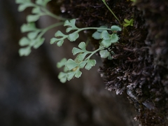 Asplenium ruta-muraria