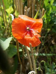 Papaver dubium