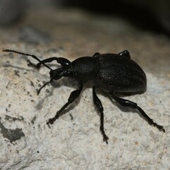 Otiorhynchus alutaceus