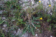 Taraxacum serotinum