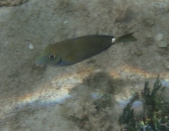 Acanthurus tractus