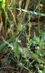 Papaver dubium