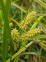 Carex retrorsa