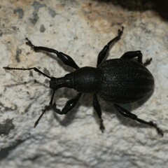 Otiorhynchus alutaceus