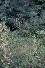 Tragopogon dasyrhynchus