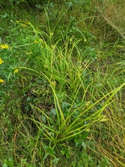 Carex retrorsa