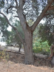 Quercus lobata