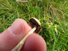Psilocybe semilanceata